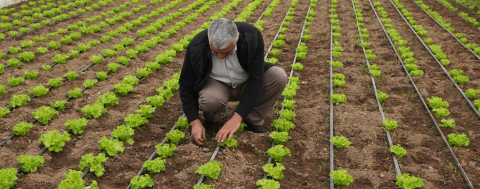 140 Bin Marul Fidesi ve 200 Litrelik Gübre Desteği Toprakla Buluştu