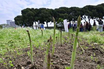 17 Bin Kuşkonmaz Fidesi Dağıtıldı 