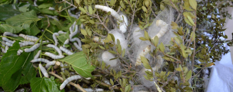 51 Üreticiye 1250 İpek Böceği Beslenme Tablası