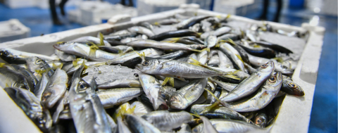 ABB Balık Halinde Günlük Kontroller Başladı