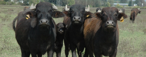 Anadolu Mandaları Yetiştiricilere Teslim Edildi