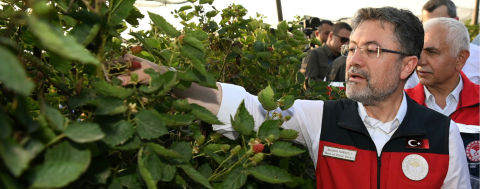 Bakan Yumaklı Siirt'te Böğürtlen Hasadı Yaptı