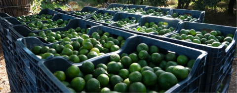 Bodrum Mandalini İçin Yapılan Çalışmalar Sonuç Veriyor