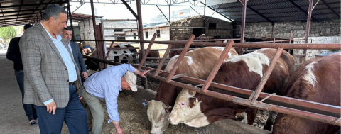 Büyükbaş Hayvan İthalatında Kimler Kazanıyor?