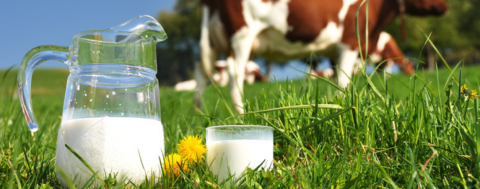 Çiğ Süt Üretiminde Yüzde 4,7 Artış 