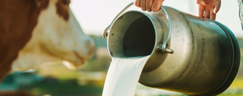 Eylül Ayında Toplanan İnek Sütü Miktarı Azaldı