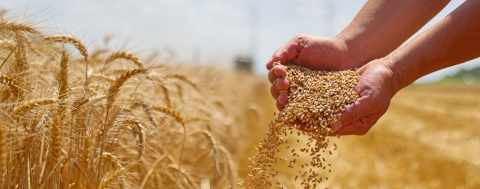 Hasat Öncesi Hububat Kongresi Sonuç Bildirgesi Açıklandı