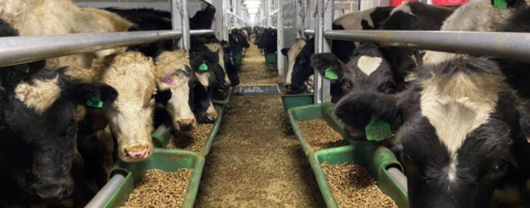 Hayvan Varlığımız Azalıyor, Dışa Bağımlılığımız Artıyor!