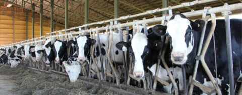 Hayvansal Gıda Temininde Bir Aksama Beklenmiyor