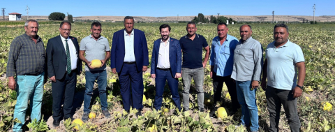 İklim Değişimi Kabak Verimini Etkiledi