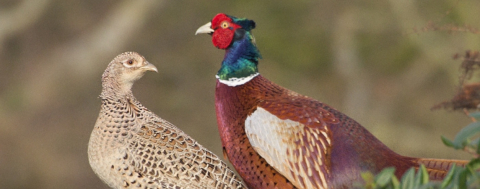 Kahverengi Kokarca İle Mücadelede Sülünler Devrede