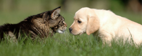 Kedi ve Köpeklerin Kimliklendirilmesinde Son Gün 31 Aralık!