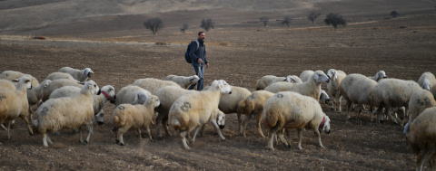 Kırsalda Koyun Sayısı Arttı, Meralar Canlandı