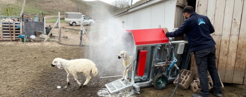 Küçükbaş Hayvanlar El Değmeden İlaçlanıyor