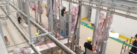 Kurbanlar Büyükşehir’in Modern Mezbahasında Kesiliyor