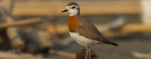 Milleyha Kuş Cenneti İçin Koruma Projesi 