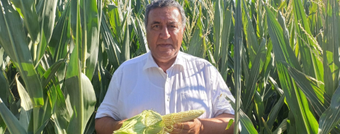 Mısır Alım Fiyatı Üreticiyi Hayal Kırıklığına Uğrattı