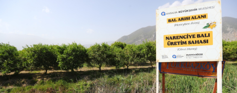 Narenciye Balı Koruma Altında