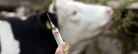 Odunpazarı’nda 10 Mahallede Şap Karantinası