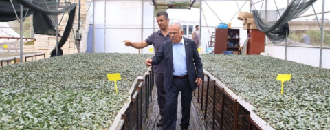 Ordu'da İlk Kez Üretilen Fideler Üreticilerle Buluşacak