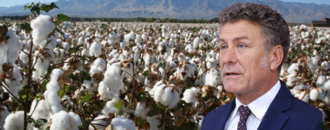 Pamuk Üreticisi 3 Sezondur Zarar Ediyor!