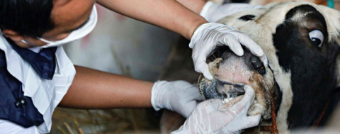 Şap Hastalığı Büyük Bir Tehdit!