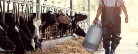 Şap Hastalığı ve Yanlış Politikalar Süt Üretimini Çökertti 