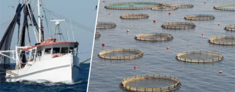 Su Ürünleri Üretim Planlamasında Tür Sayısı 11'e, Yetiştiricilik 5'e Yükseldi