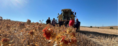 Tarladan Sofralara Aspir Yağı