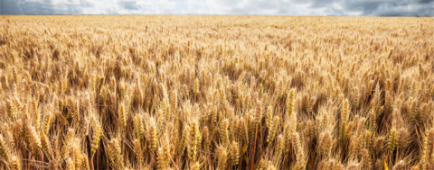 TMO Hububat Alım Fiyatları Açıklandı 