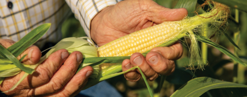 TMO Mısır Alım Fiyatını Açıkladı 