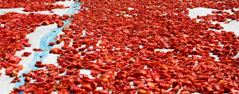 Türkiye Kuru Domates İhracatında Dünya İkincisi Oldu