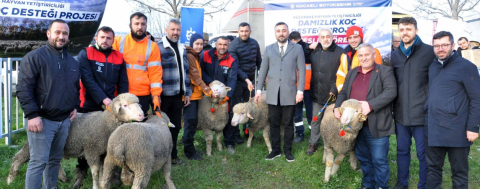 Üreticilere Damızlık Koç Desteği 