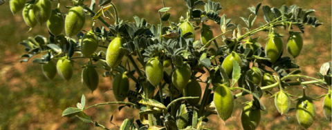 Üretilen Nohutlar Sofralara Umut Oluyor