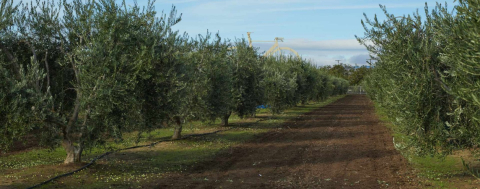 Zeytin Ağacı Saksı Bitkisi midir, Taşınsın?