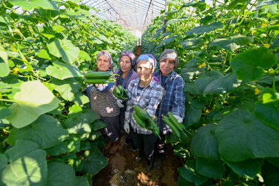 Hıyar Fidesi Desteği Hasadı Dönüştü