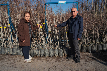 14 Futbol Sahası Büyüklüğünde Trabzon Hurması Bahçesi Kuruluyor