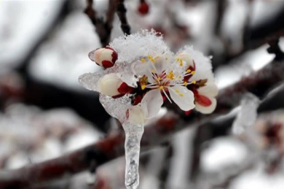 Zirai Don Destekleri Ödeniyor