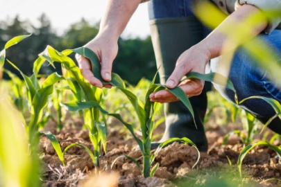 TARSİM Tarafından Teminat Altına Alınacak Ürünler ve Riskler Belli Oldu