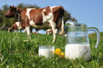 Çiğ Süt Tip Satış Sözleşmenizi İmzalamayı Unutmayın!