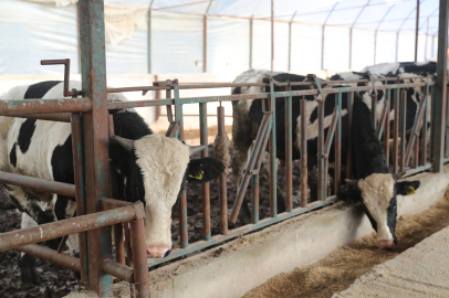 Antalya Büyükşehir 2025 Yılında Hayvancılığa Büyük Destek Sağladı