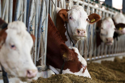 Kırsalda Üretim Soğuk Zincirle Değer Kazanıyor
