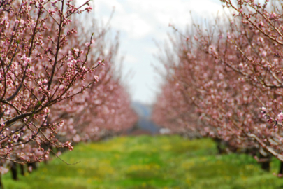 Meyve ve Sebzelerde Don Riskine Karşı Sigorta Kapsamı Genişliyor