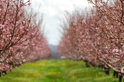 Bakan Yumaklı: “Meyve ve Sebzelerde Don Riskine Karşı Kapsamı Genişletiyoruz”