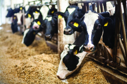 Süte Zam Gelmeden Yeme ve Markete Zam!