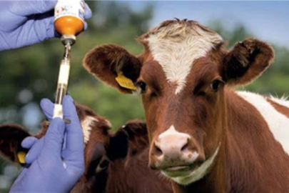 CHP'li Sarıbal: ''Şap Hastalığının Zararı Yıllık 162 Milyar TL!''