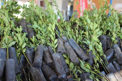 Ula Defne Üretiminde Merkez Olma Yolunda