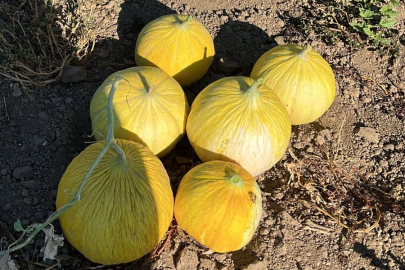 Balıkesir Büyükşehir Ata Tohumları İle Envanterini Güçlendiriyor