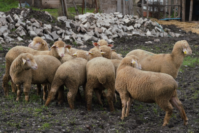 Balıkesir Çiftçisine Yüzde 100 Hibeli Damızlık Desteği
