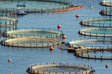 Çiftçilere 255 Milyon TL Destekleme Ödemesi Yapılıyor